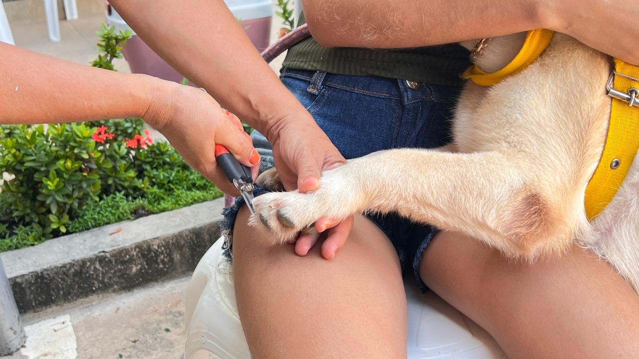 Vereador Kennedy Marques realiza ação com serviços gratuitos para pets no bairro Compensa