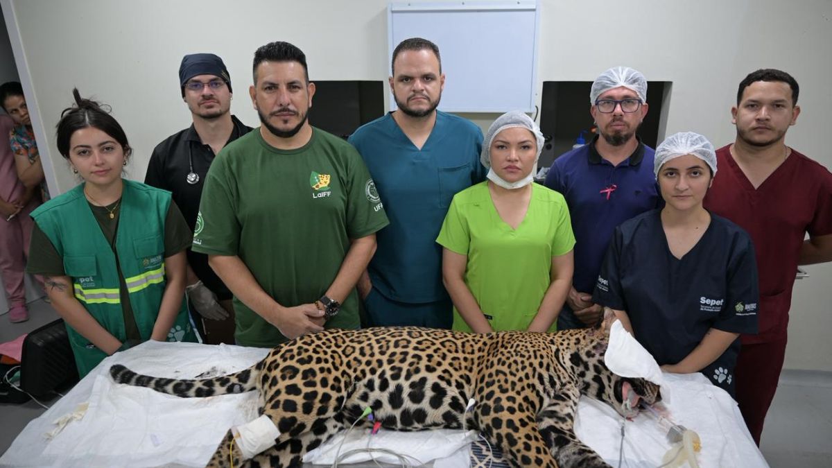 Vereador Aldenor Lima atua em resgate de onça-pintada alvejada nas proximidades de Manaus
